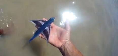 Peixe voador é encontrado na Praia de Pedra do Sal